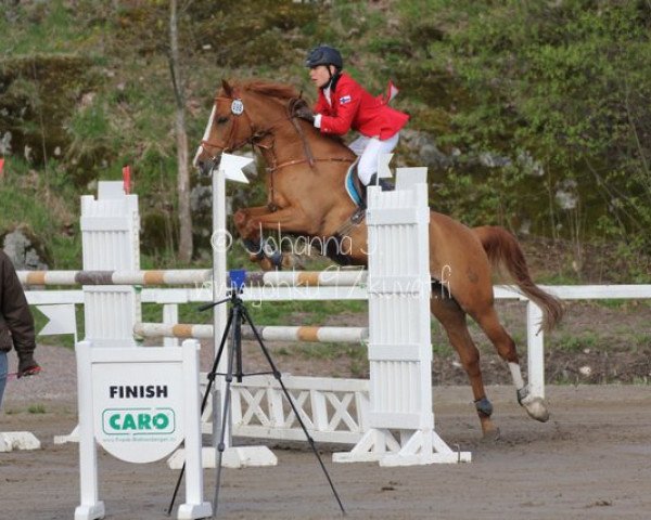 Springpferd Mercutio MZ (Deutsches Reitpony, 2001, von Mentos)