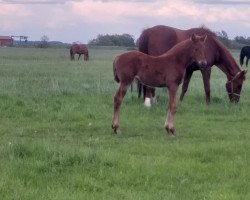 broodmare D'anija PU (Westphalian, 2021, from Diathago)