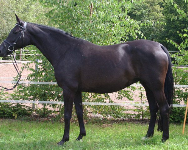 Zuchtstute Pia (Oldenburger, 1998, von Gracieux)