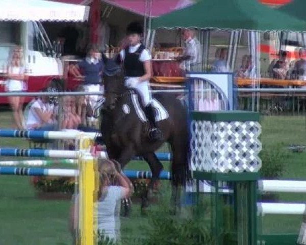 dressage horse Harry 137 (Oldenburg, 2000, from Helikon xx)