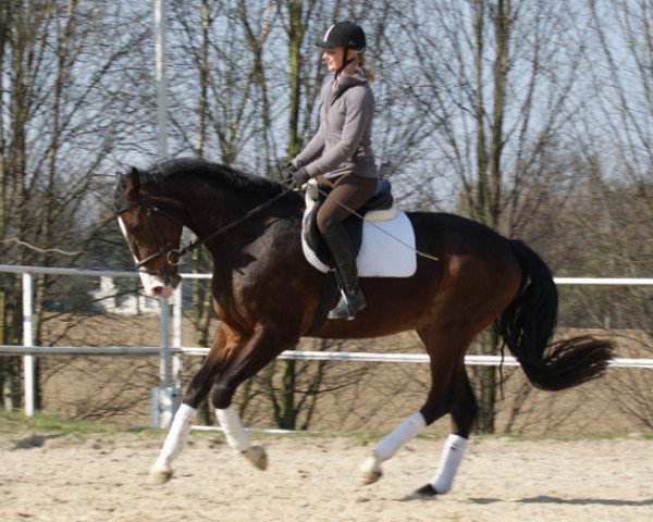 horse Ascot (Oldenburg, 2007, from Acorath)