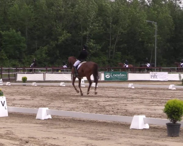 Reitturnier Frechen-Grefrath - Sonnenhof 2022