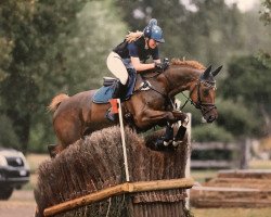 jumper Medley La Moliere CH (Swiss Warmblood, 2007, from Machno Carwyn)