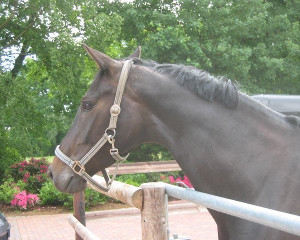 Cavallo da Dressage Saphira Blue (Westfale, 2006, di Samarant)