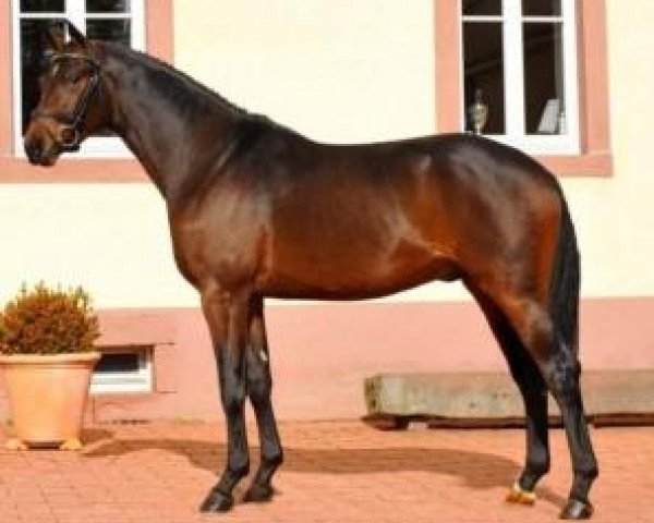 stallion Right Said Fred 3 (Zweibrücken, 2009, from Rigamento OLD)