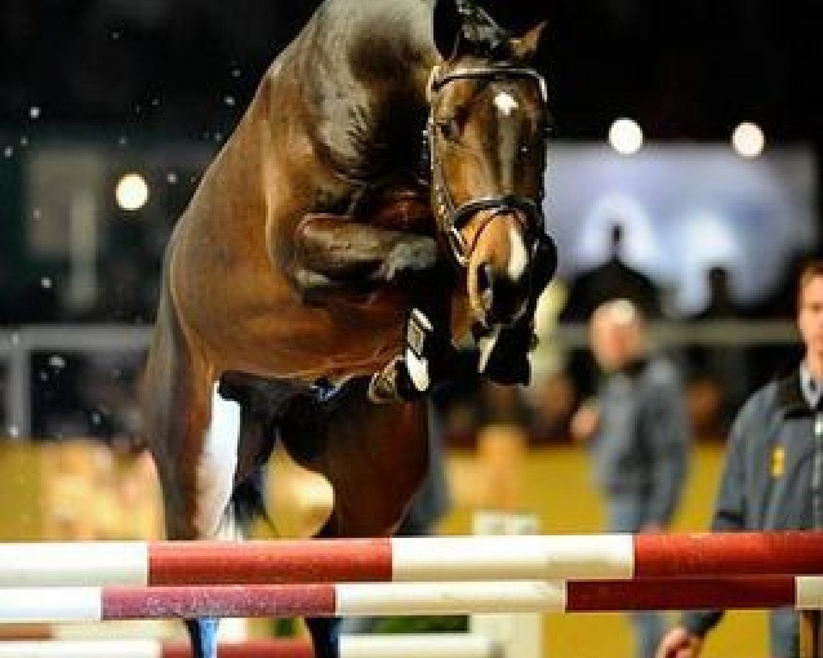 Deckhengst Ciro 5 (Holsteiner, 2005, von Contender)