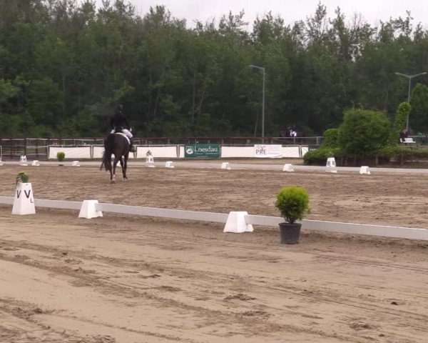 Reitturnier Frechen-Grefrath - Sonnenhof 2022