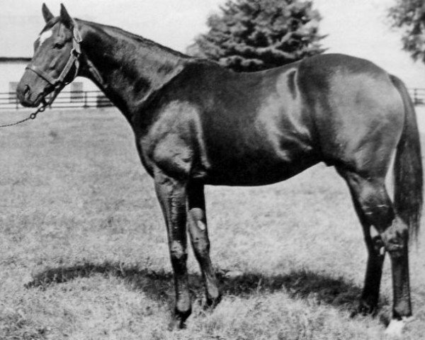 stallion Cohoes xx (Thoroughbred, 1954, from Mahmoud xx)