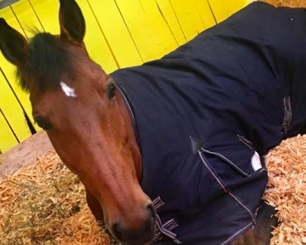 horse Vodka VL (KWPN (Royal Dutch Sporthorse), 2002, from Emilion)