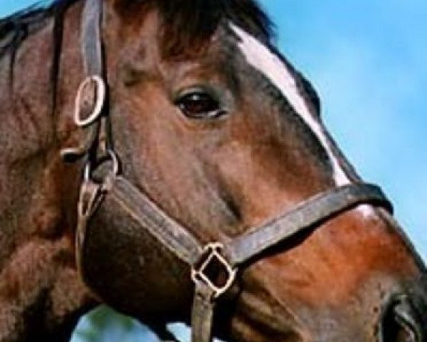 Deckhengst Treboro xx (Englisches Vollblut, 1979, von Roberto xx) Deckhengst Treboro xx (Englisches Vollblut, 1979, von Roberto xx)