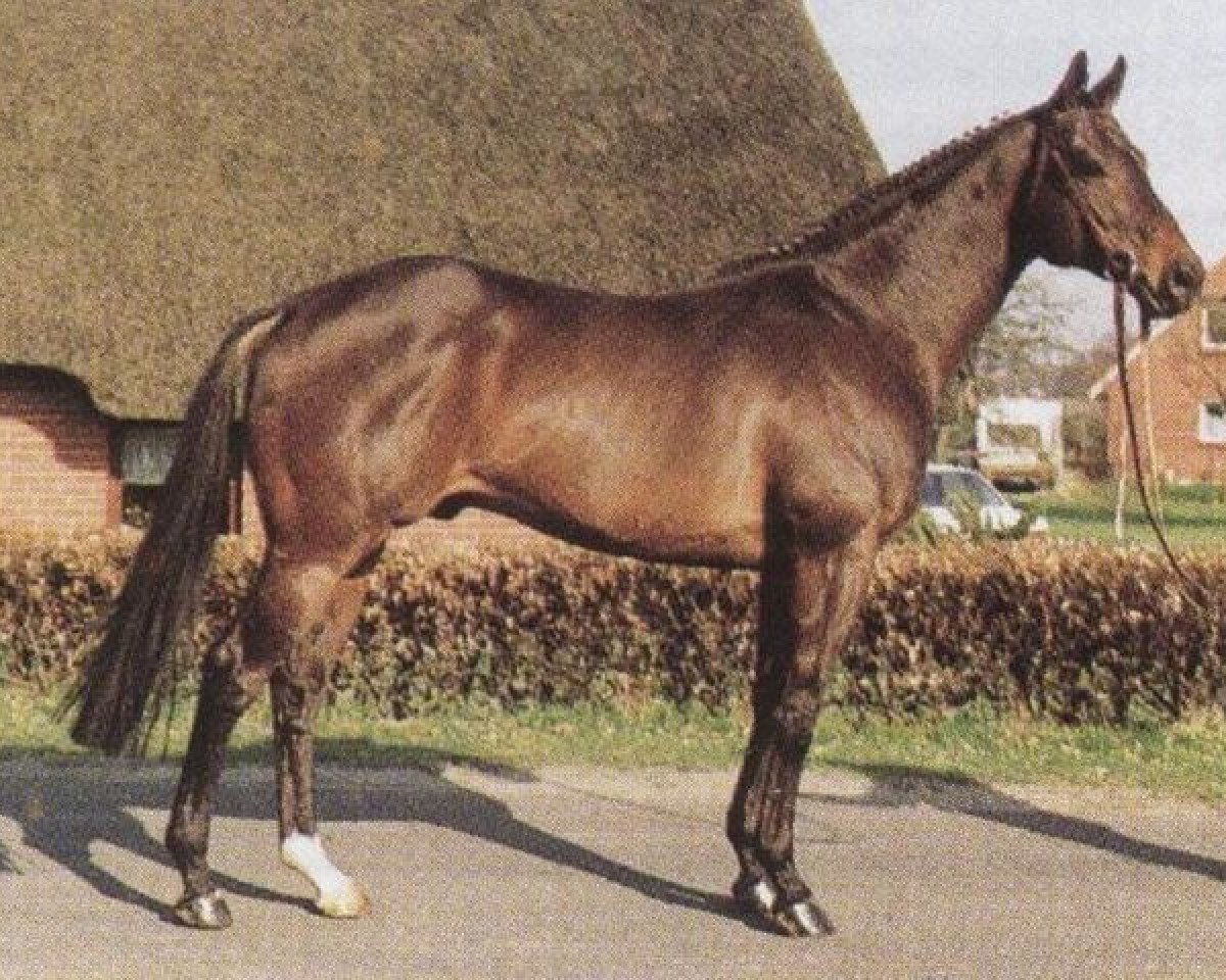 Semental Cuvee Charlie xx (Pura Sangre Inglés, 1984, de Treboro xx)