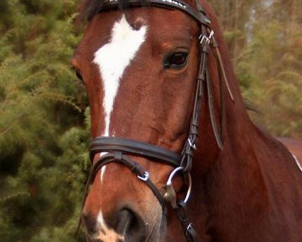 Zuchtstute Uschi (Deutsches Reitpony, 1992, von Juvenalis) Zuchtstute Uschi (Deutsches Reitpony, 1992, von Juvenalis)