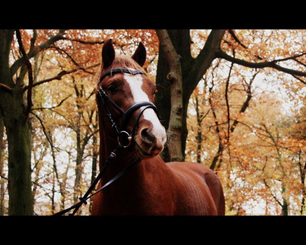 dressage horse Dr. Doolitle (Rhinelander, 2010, from Arts-Dancer-Boy)