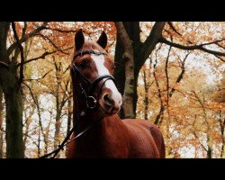 dressage horse Dr. Doolitle (Rhinelander, 2010, from Arts-Dancer-Boy)