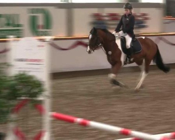 Dressurpferd Scirocco (Vollblutaraber,  , von Mahnarchx ox)