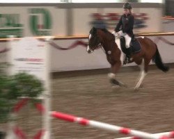 dressage horse Scirocco (Arabian purebred,  , from Mahnarchx ox)