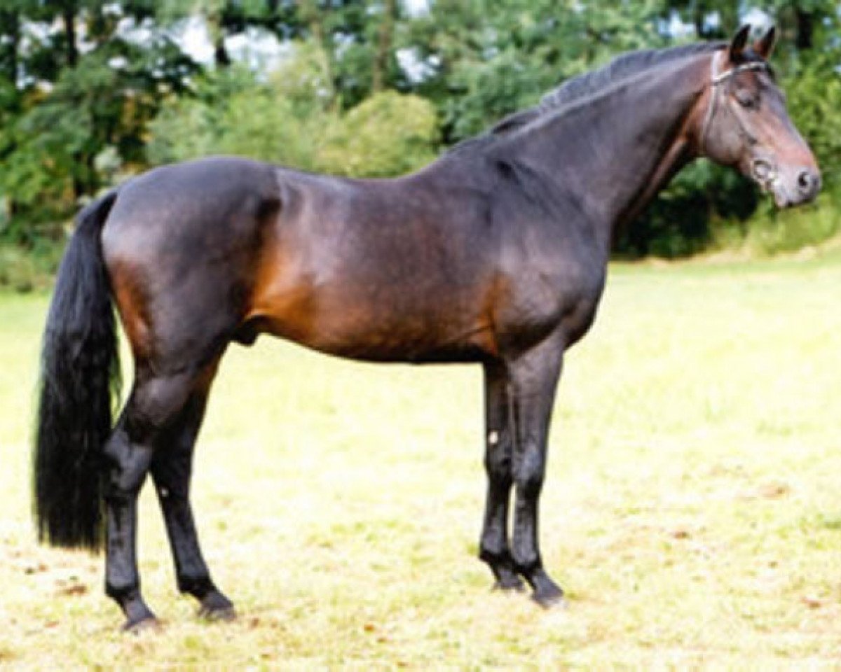 Deckhengst Corea (Holsteiner, 1991, von Cor de la Bryère)
