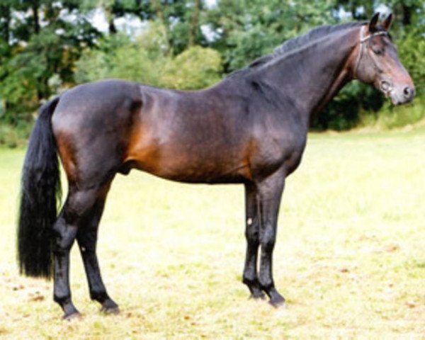 Deckhengst Corea (Holsteiner, 1991, von Cor de la Bryère)