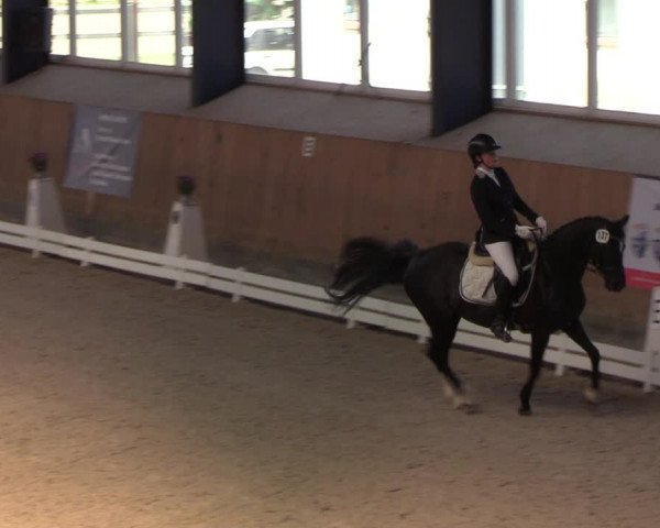 Dressurturnier Niebüll 2022