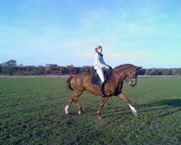 horse Wallencia (Hanoverian, 1988, from Walldorf I) horse Wallencia (Hanoverian, 1988, from Walldorf I)