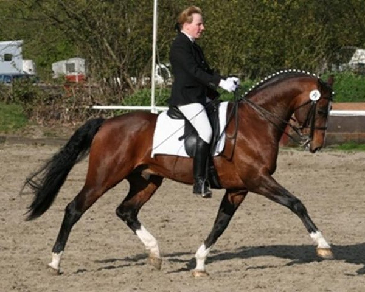 stallion Cadeau des Dieux (Westphalian, 1995, from Casaretto)