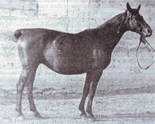 broodmare Polyn 118 (Trakehner, 1943, from Creon 4035)