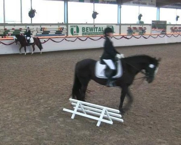 jumper Patty 20 (Welsh-Pony (Section B), 1995, from Weston Burgund) jumper Patty 20 (Welsh-Pony (Section B), 1995, from Weston Burgund)