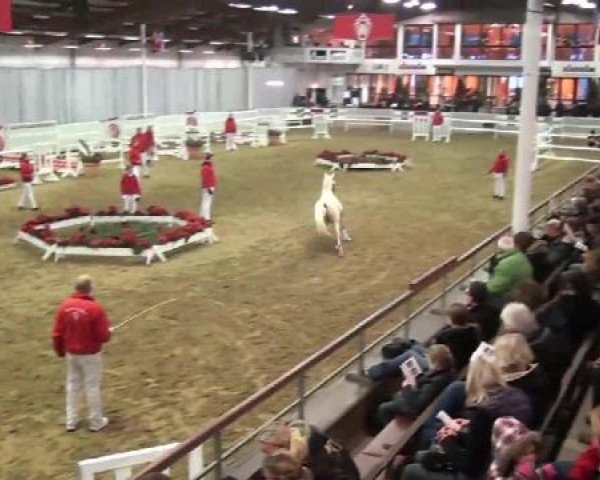 horse Hengst von FS Champion de Luxe (German Riding Pony, 2010, from FS Champion de Luxe)