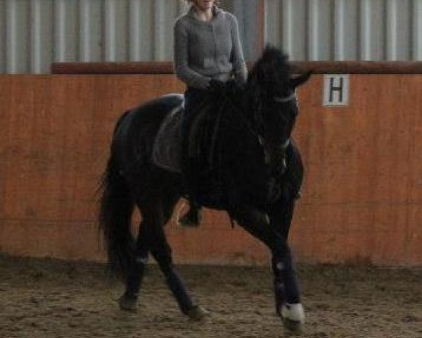 dressage horse Moonwalker 17 (German Riding Pony, 2006, from Renoir)