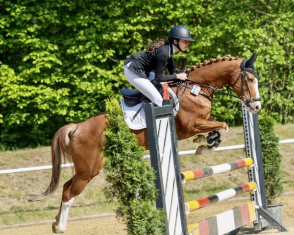 Springpferd Rock Paul (Deutsches Reitpony, 2017, von Rob Roy van Het Klavertje)