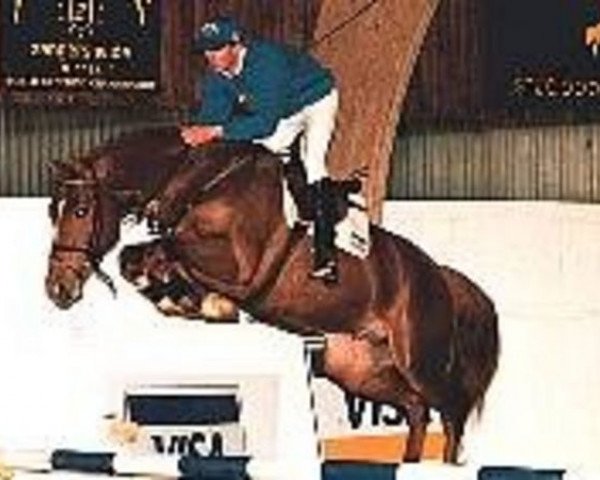 stallion Duc De Moyon Z (Selle Français, 1991, from Laudanum xx)