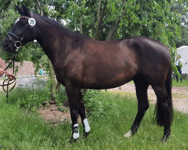 broodmare Buffy (Trakehner, 2019, from Alter Fritz)
