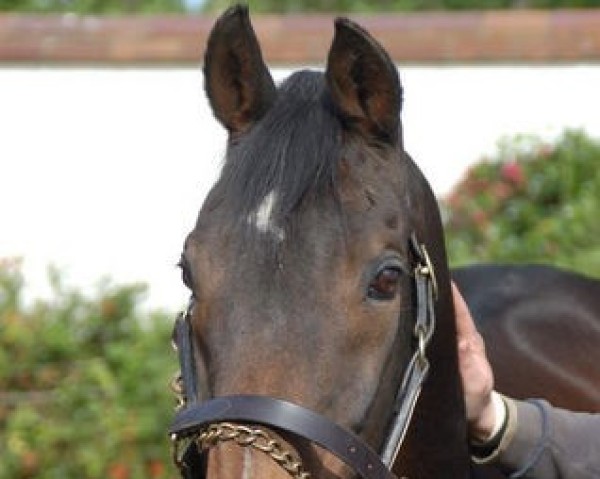 stallion Ela-Mana-Mou xx (Thoroughbred, 1976, from Pitcairn xx)