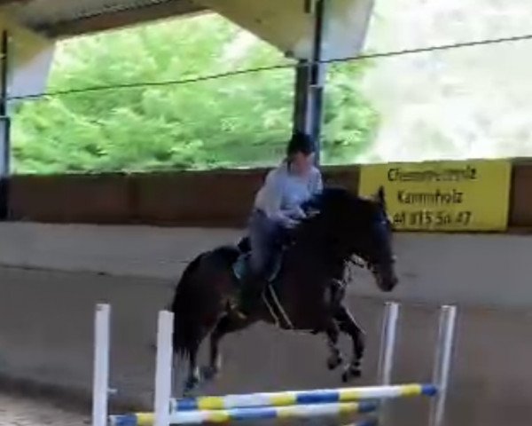 jumper Nelson Ter Linden (Belgian Warmblood, 2013, from Kannan)