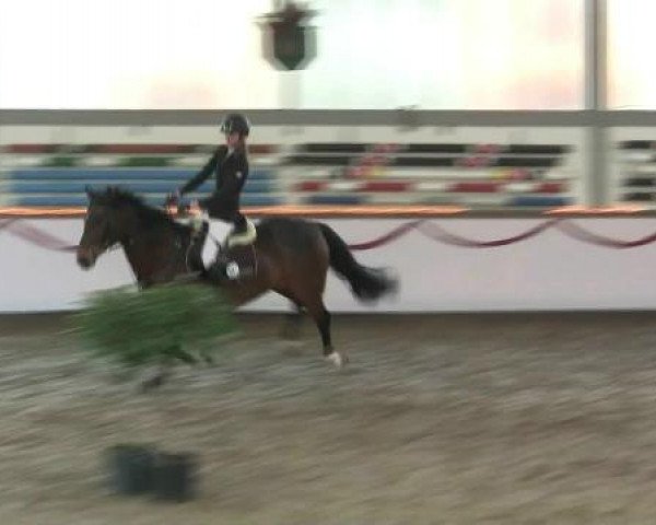 jumper Carmen 236 (German Sport Horse, 2003, from Competent) jumper Carmen 236 (German Sport Horse, 2003, from Competent)