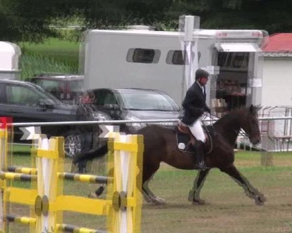 jumper Crossing-Blue (Hanoverian, 2006, from Chacco-Blue) jumper Crossing-Blue (Hanoverian, 2006, from Chacco-Blue)