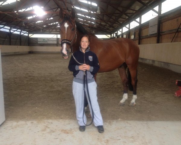 horse Colt 14 (Zangersheide riding horse, 1997, from Celano) horse Colt 14 (Zangersheide riding horse, 1997, from Celano)