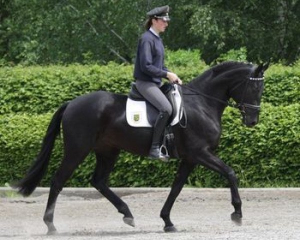 horse Donna Antonia (German Sport Horse, 2009, from Hochmeister)