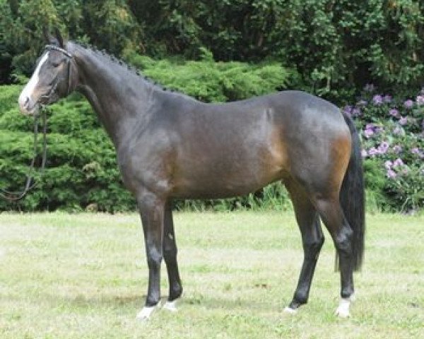 jumper Frozen Spring (German Sport Horse, 2009, from Fürst Grandios)