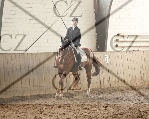 dressage horse Ajax Apollo (Mecklenburg, 2000, from Apollo)
