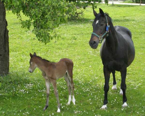 broodmare Gamba (Bavarian, 1986, from Rhodos)