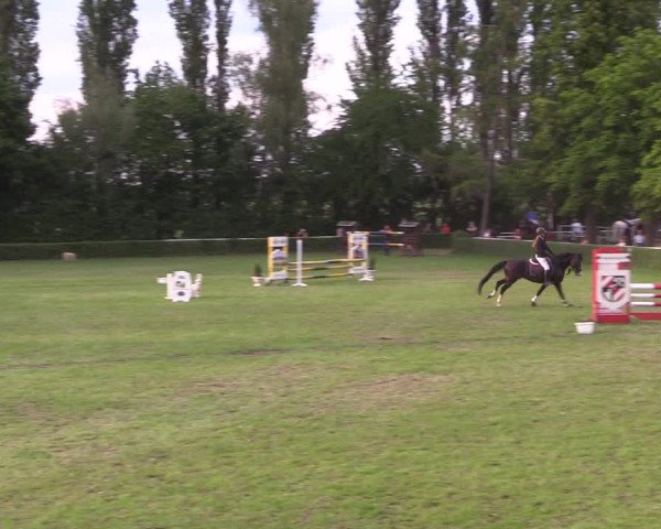 Reitturnier Westeregeln 2022