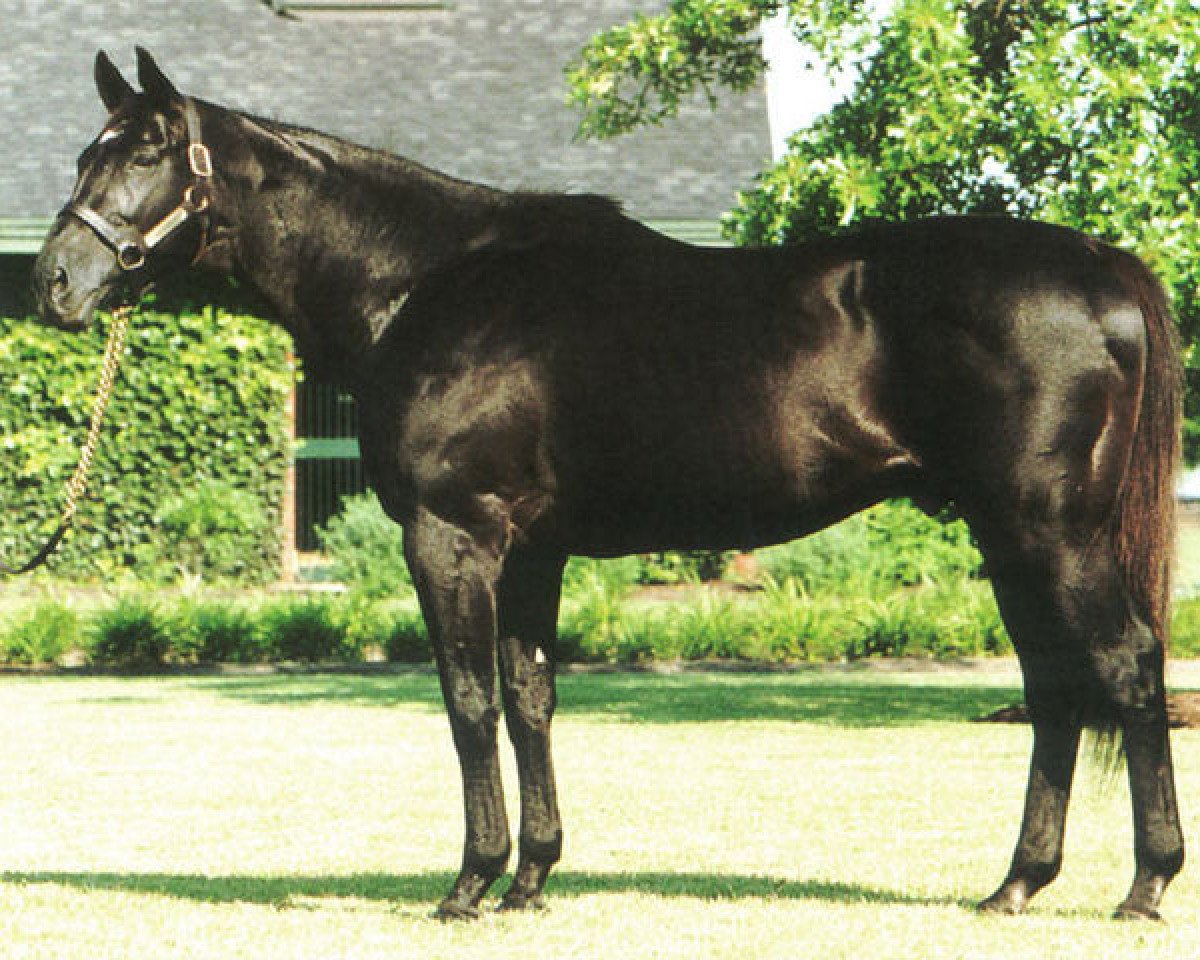 Deckhengst Kris S xx (Englisches Vollblut, 1977, von Roberto xx)