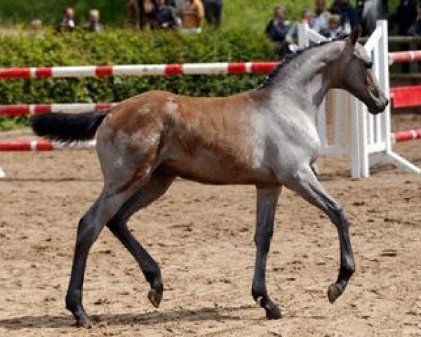 broodmare Prada (German Sport Horse, 2012, from Last Man Standing)
