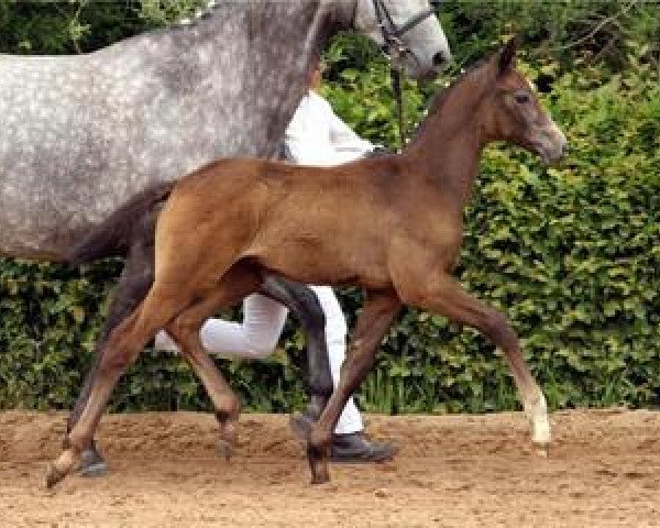 horse Last Man's Flyer (German Sport Horse, 2012, from Last Mans Hope)