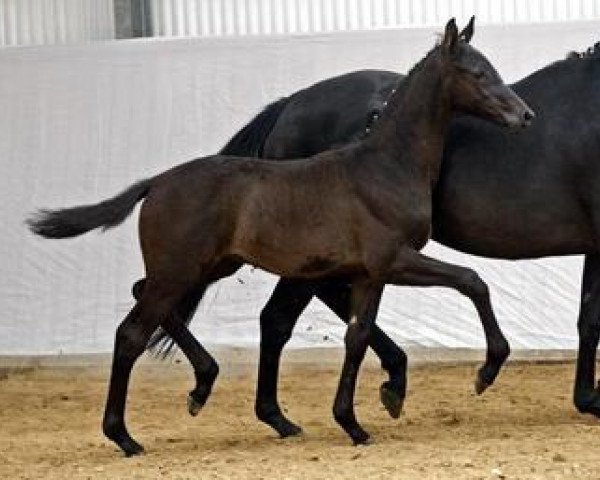 stallion My Dream (German Sport Horse, 2012, from E.H. Millennium) stallion My Dream (German Sport Horse, 2012, from E.H. Millennium)