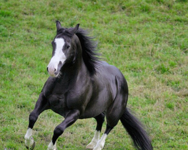 stallion Cruisin In Starstyle (Quarter Horse, 2004, from Smart Starbuck) stallion Cruisin In Starstyle (Quarter Horse, 2004, from Smart Starbuck)