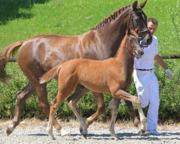 horse Quvedo (Württemberger, 2012, from Quadrofino)