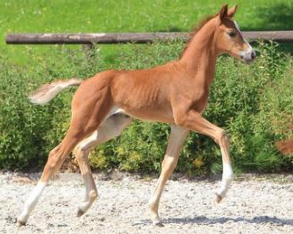horse Quanta cura (Württemberger, 2012, from Quadrofino)