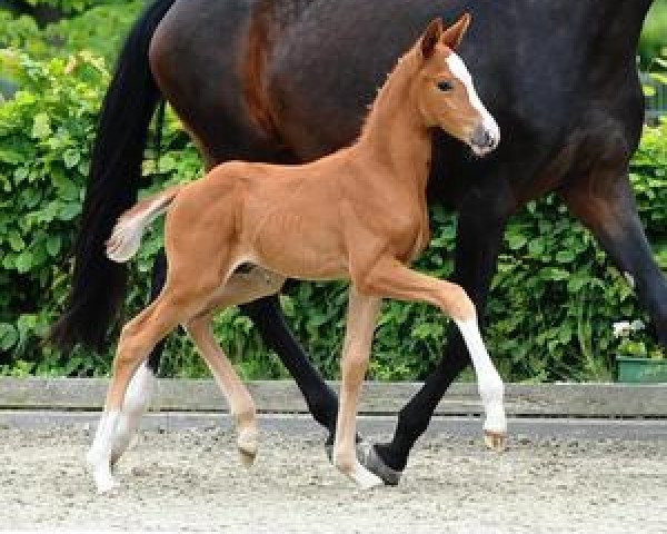 horse Quero (German Sport Horse, 2012, from Quadroneur)